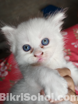 Traditional persian kitten